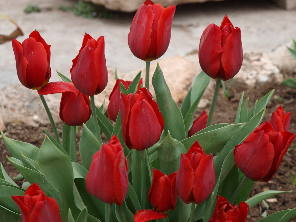 Tulipanes