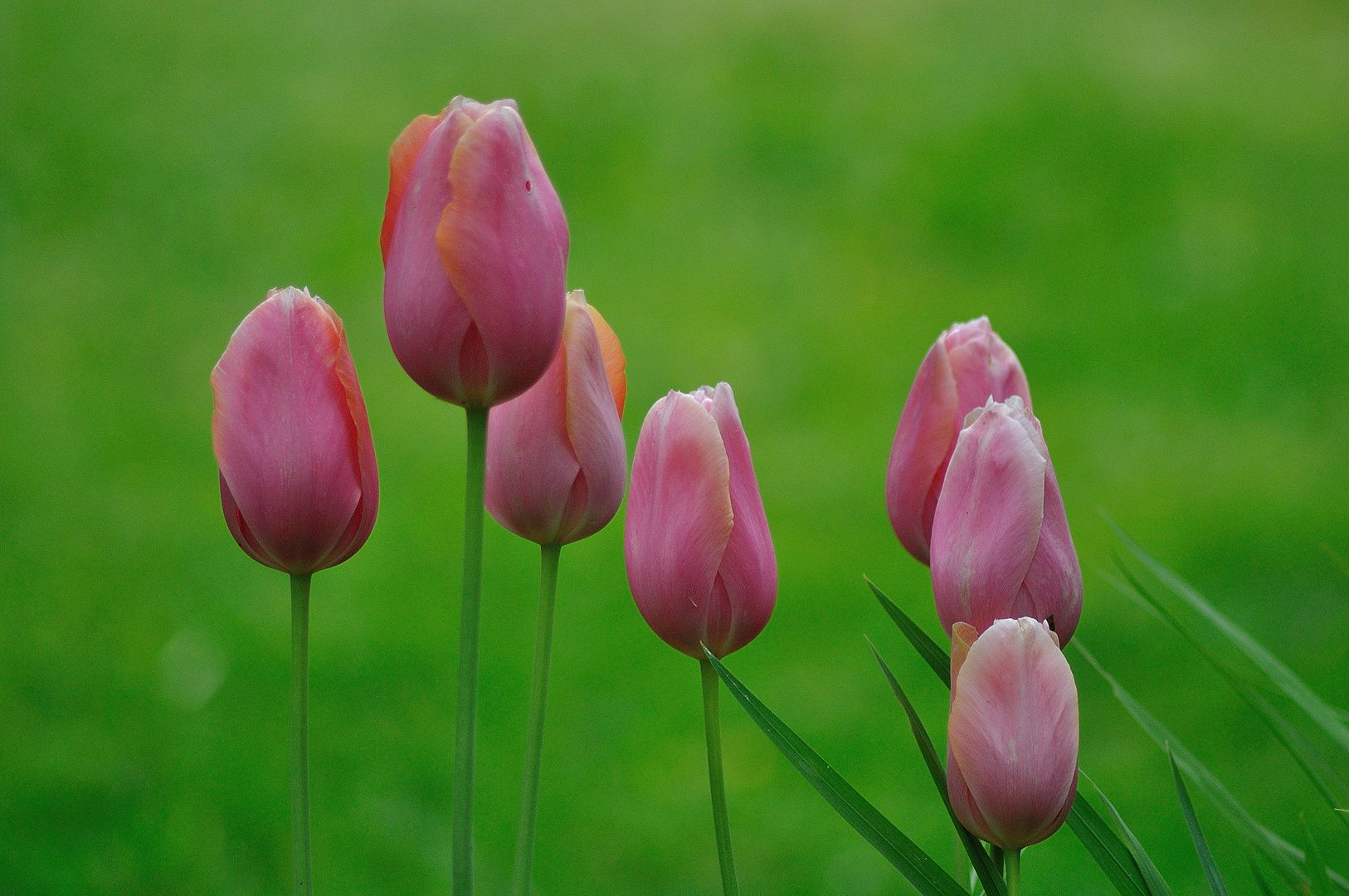 Tulipanes