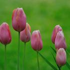 Tulipanes