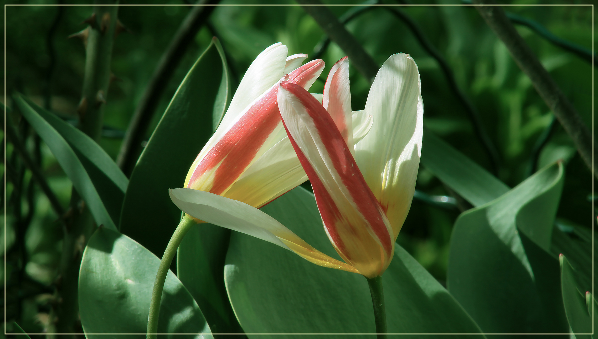    Tulipanes  