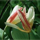    Tulipanes  