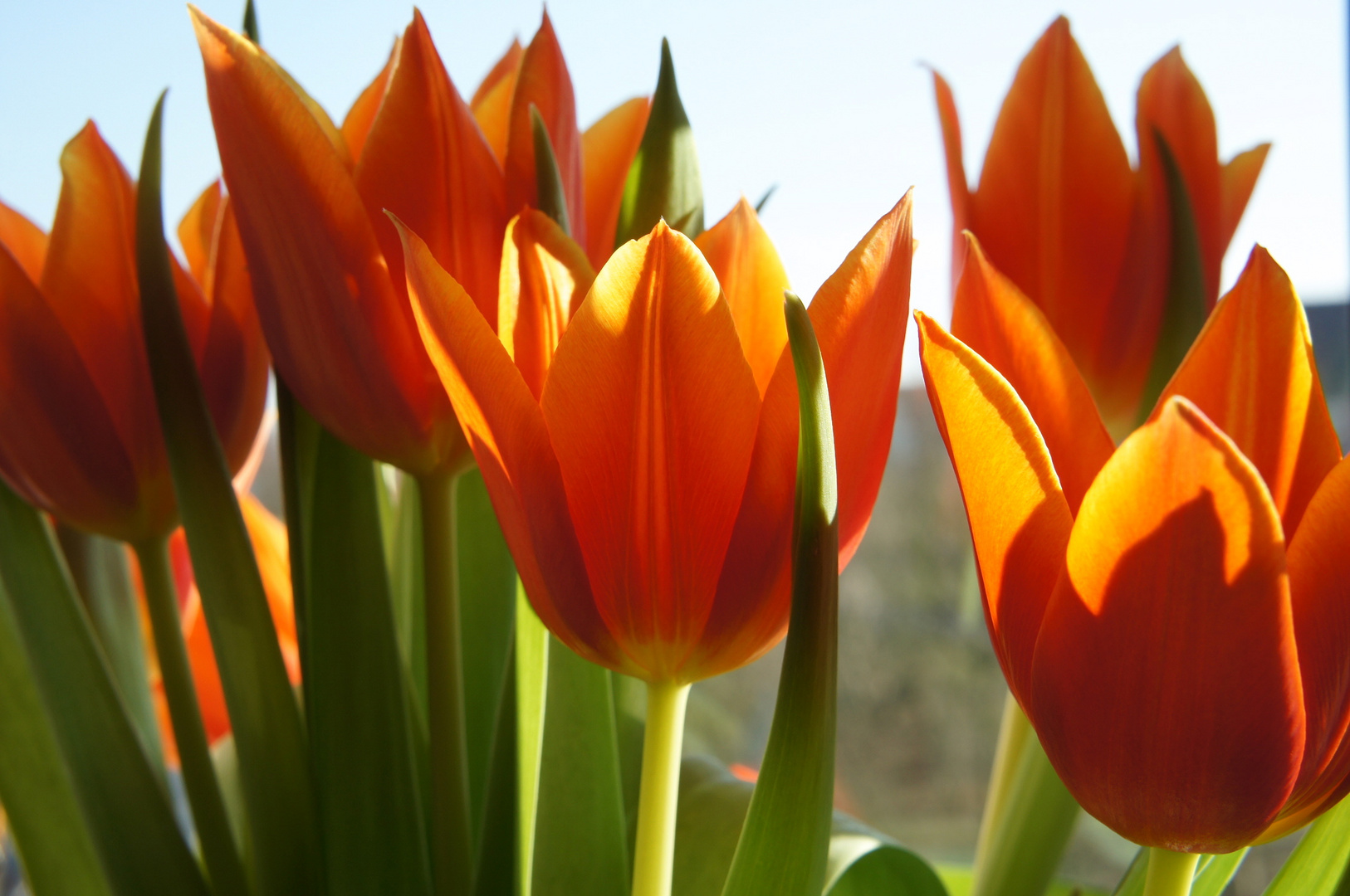 Tulipanes