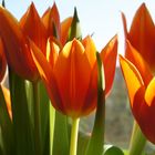 Tulipanes