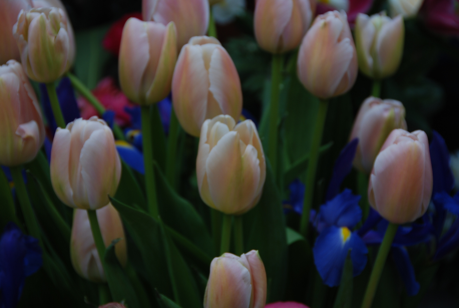 Tulipanes