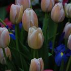 Tulipanes