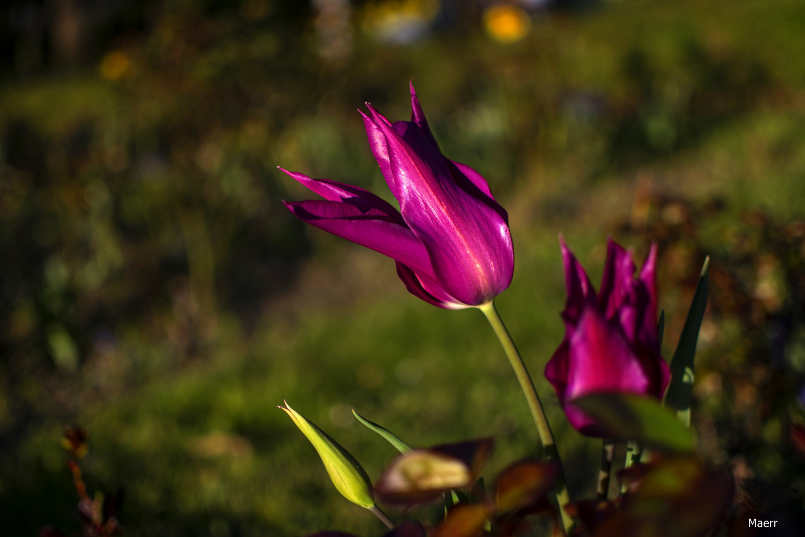 Tulipanes al atardecer