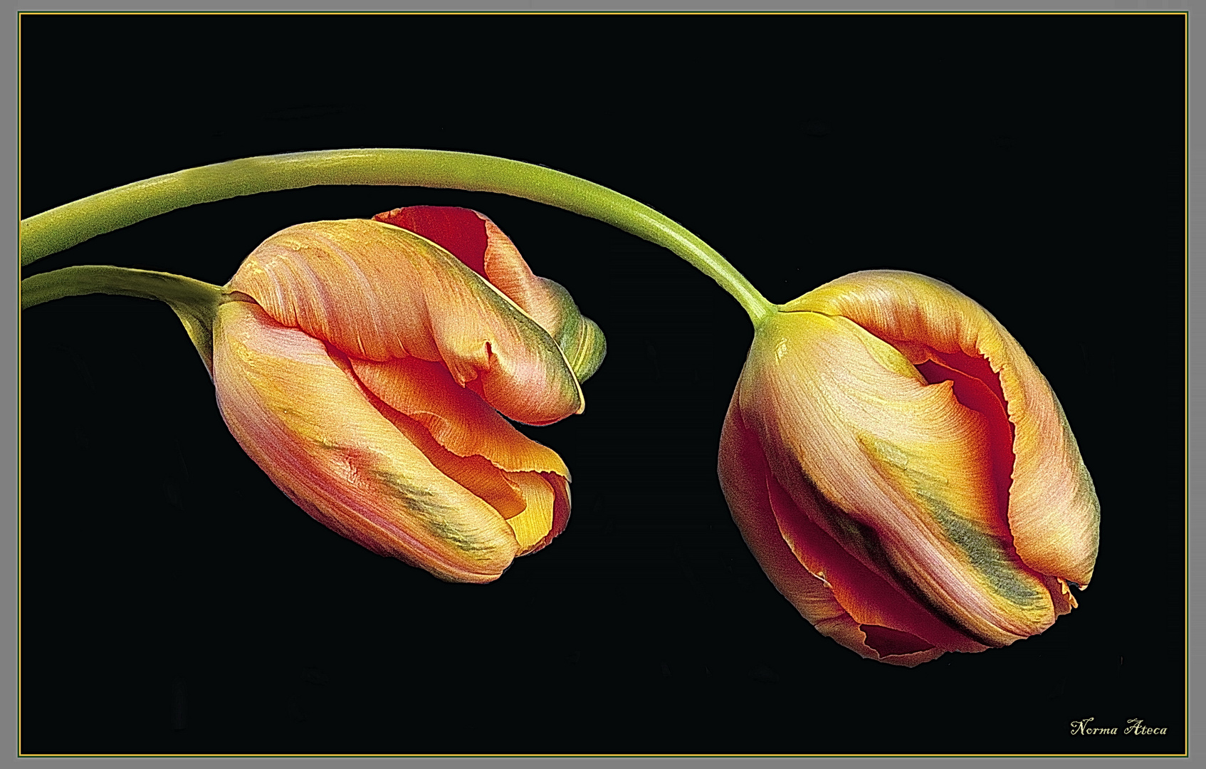 Tulipanes  amarillos.