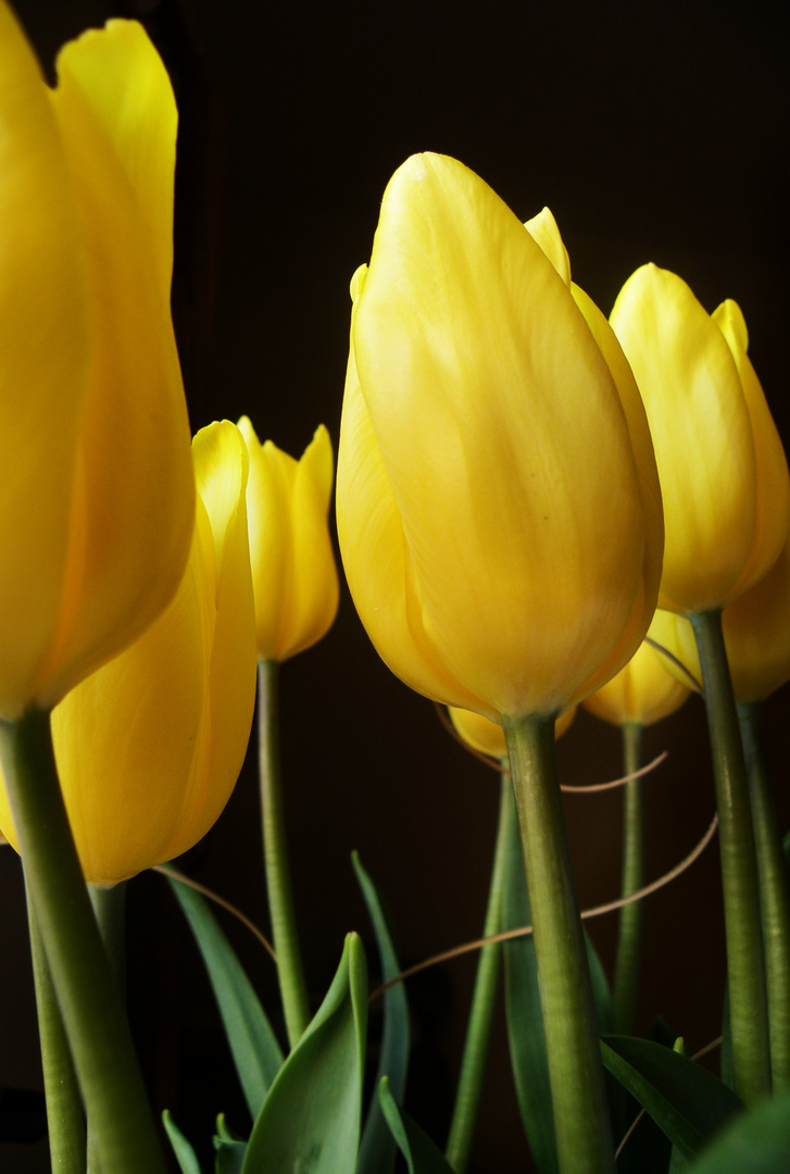 tulipanes amarillos