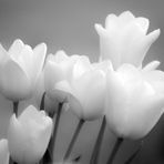 ...tulipanes blancos...