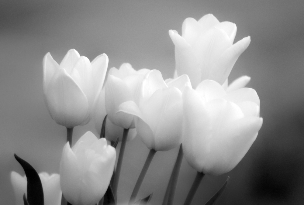 ...tulipanes blancos...