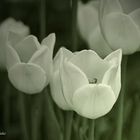 ... tulipanes blancos 2...