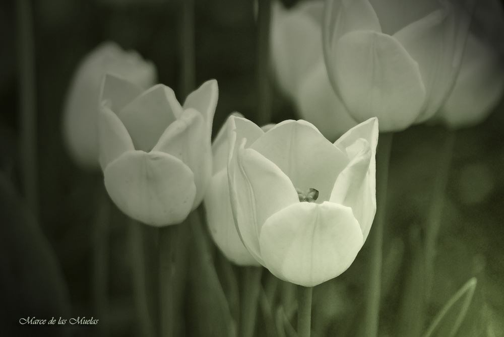 ... tulipanes blancos 2...