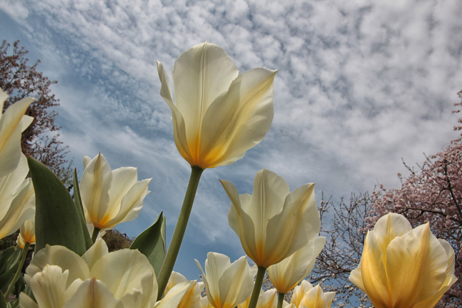 tulipanes blancos