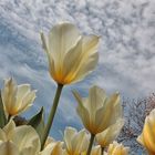 tulipanes blancos