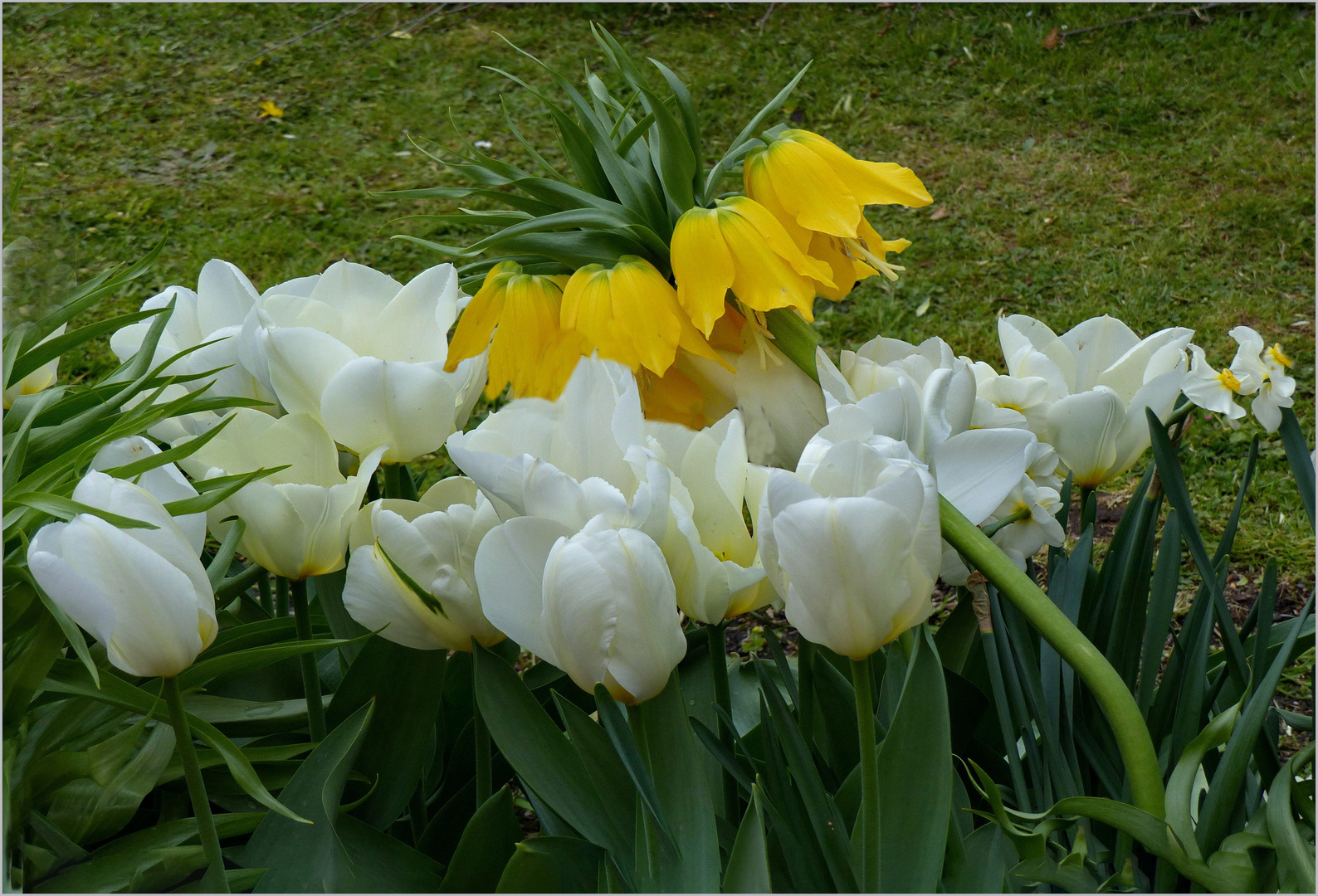  Tulipanes  blancos 