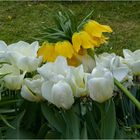  Tulipanes  blancos 