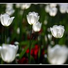 TULIPANES