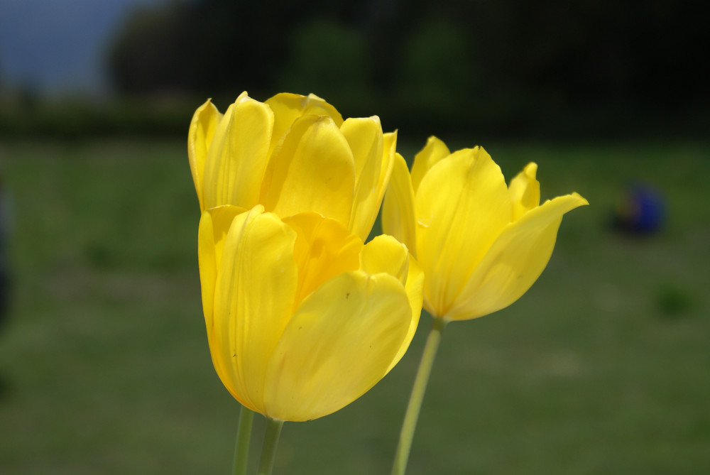 Tulipanes