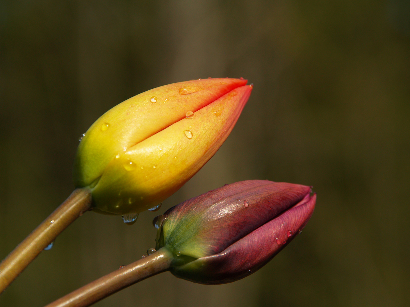 TULIPANES EN COLORES