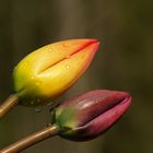 TULIPANES EN COLORES