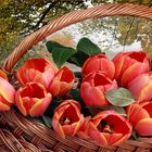 Tulipanes  en el jardin 