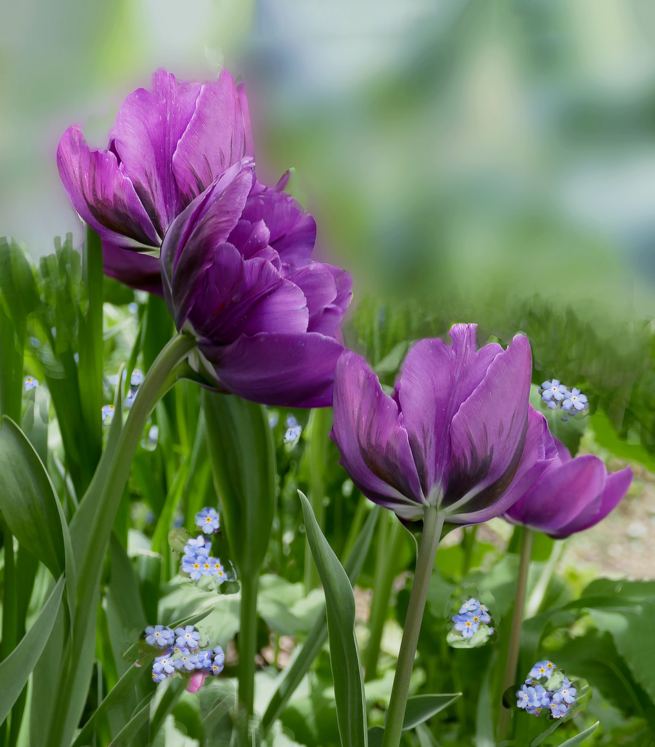 Tulipanes en mi jardin