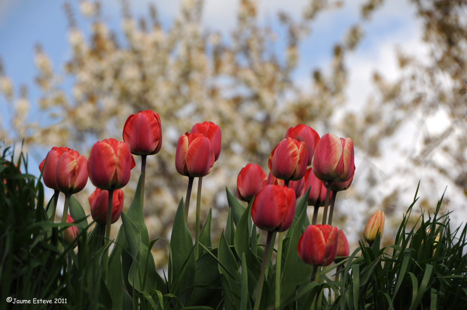 Tulipanes en Soria
