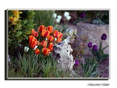 Tulipanes