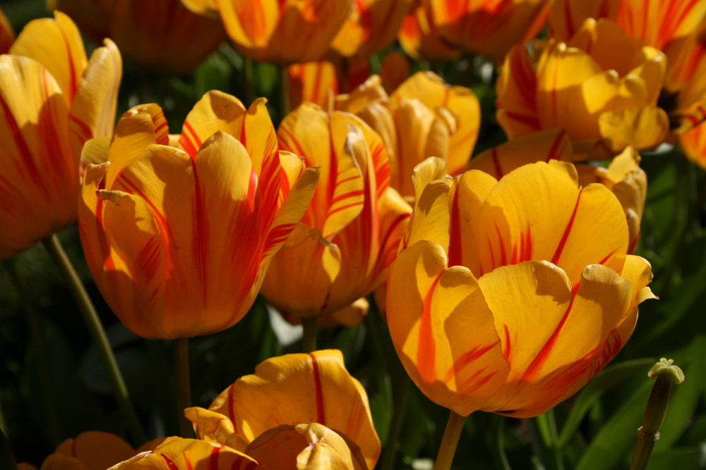 tulipanes