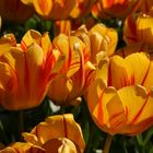 tulipanes