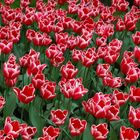 TULIPANES HOLANDESES