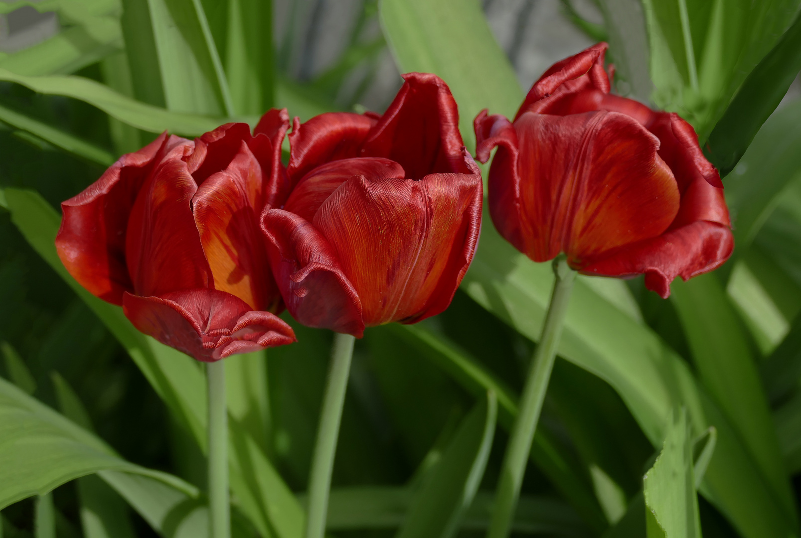 Tulipanes rojos 