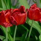 Tulipanes rojos 