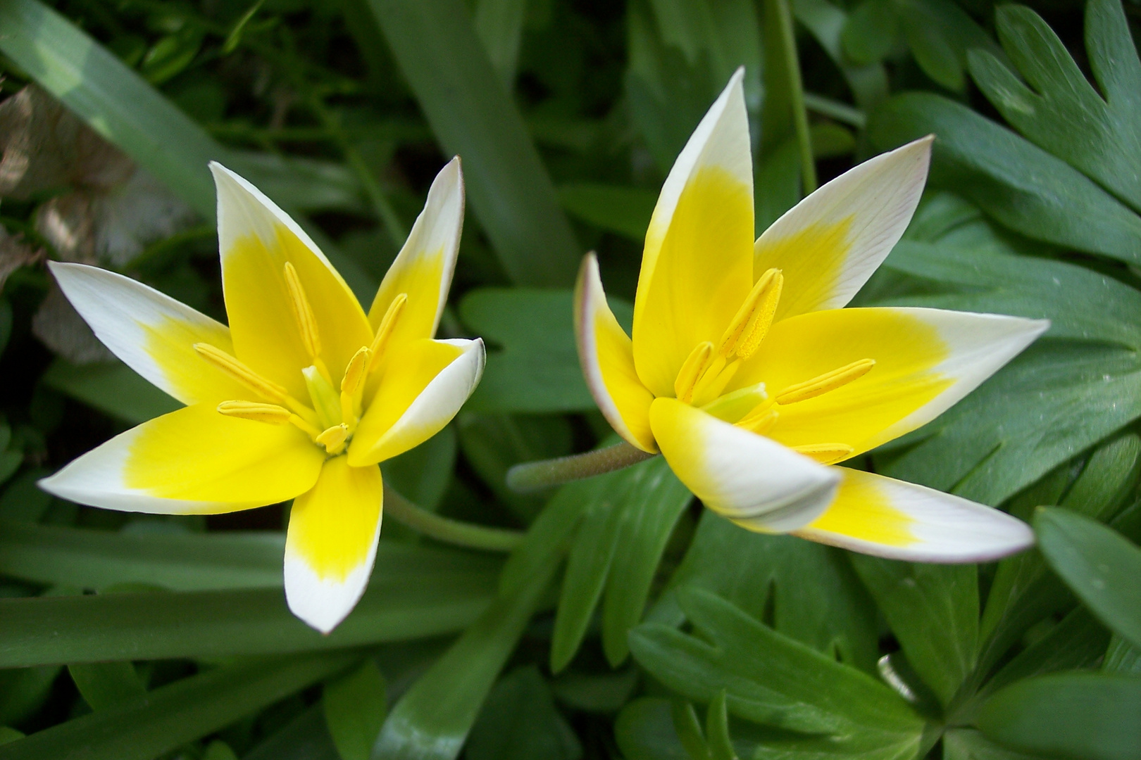 tulipanes silvestres español