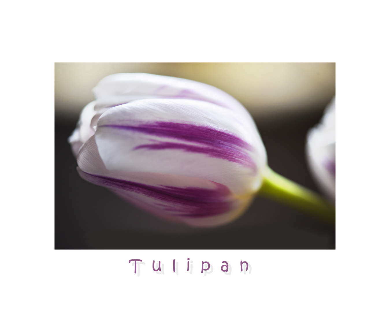 Tulipanhauch.....