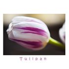Tulipanhauch.....