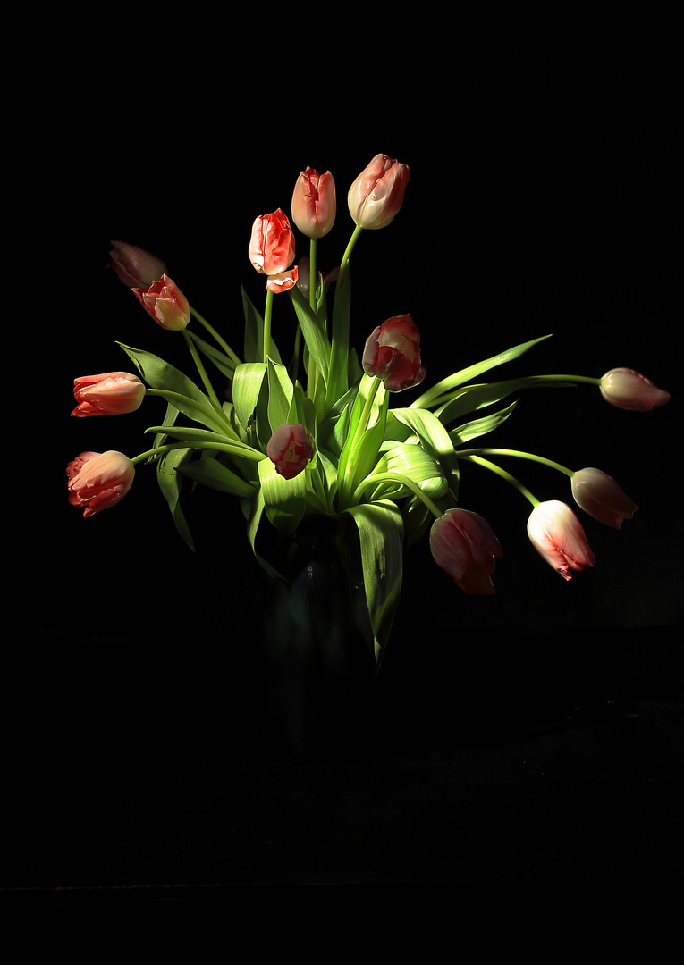 Tulipani