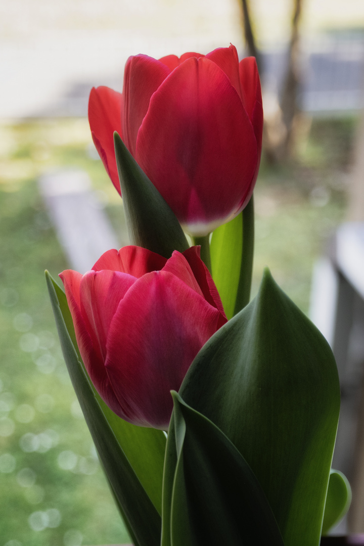 Tulipani 2019