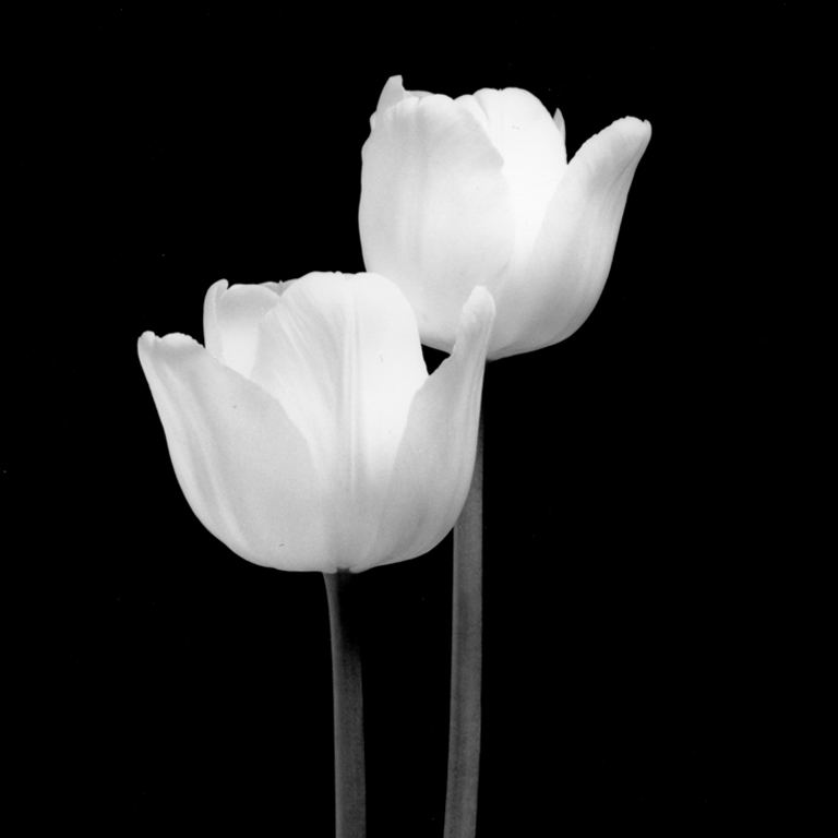 Tulipani