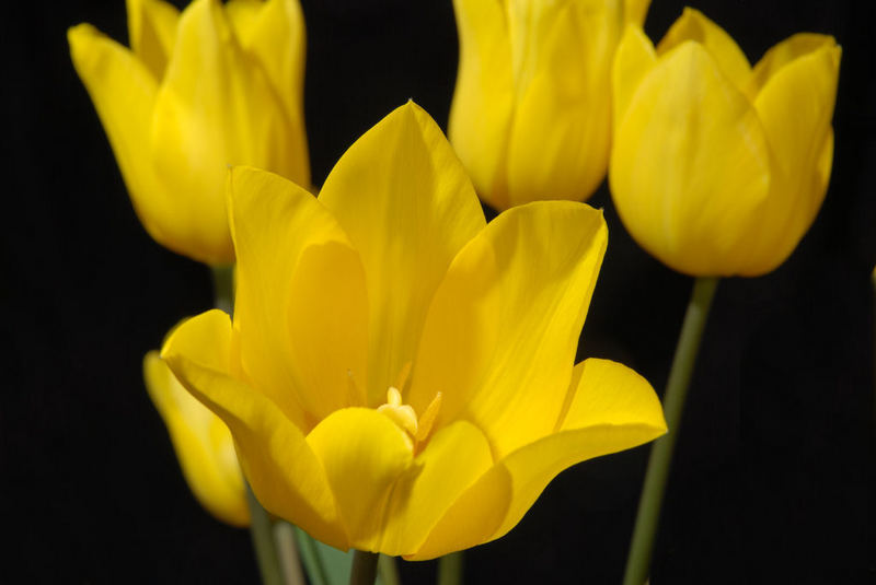 tulipani