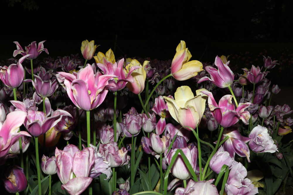 Tulipani