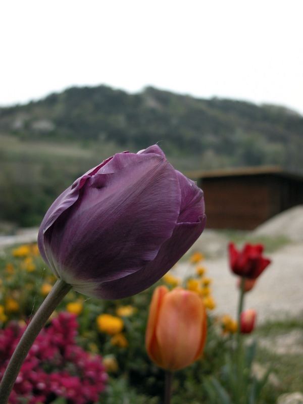 Tulipani