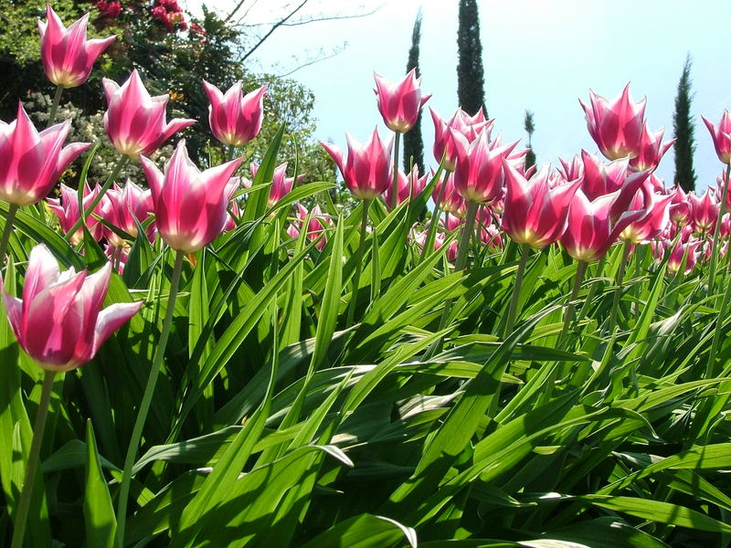 TULIPANI