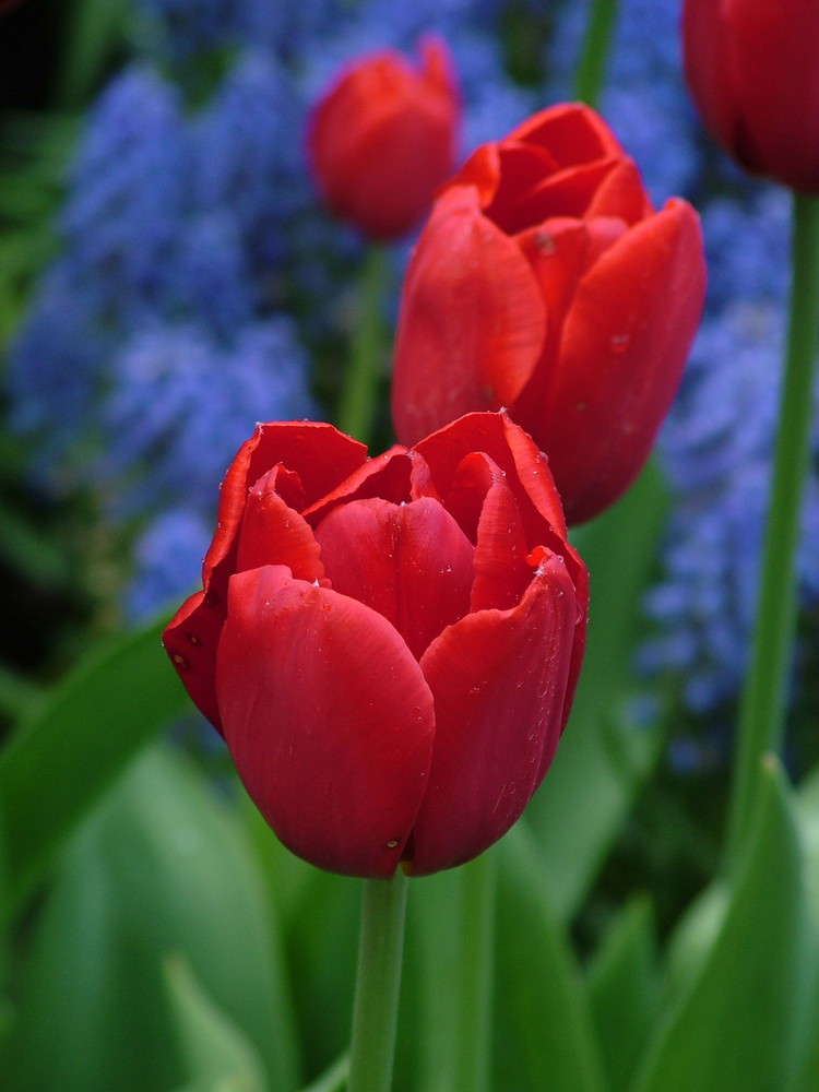 tulipani