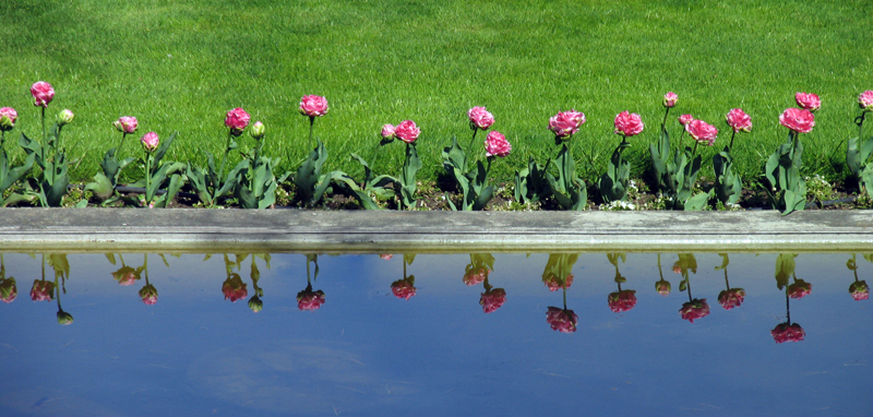 Tulipani Angelique