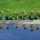 Tulipani Angelique