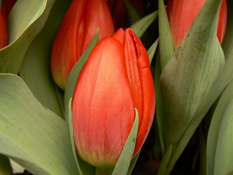 Tulipani.