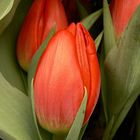 Tulipani.