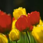 tulipani canadesi