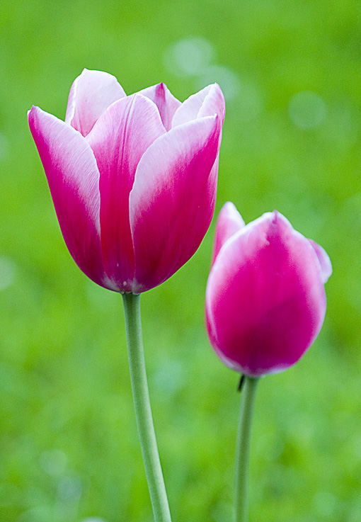 Tulipani